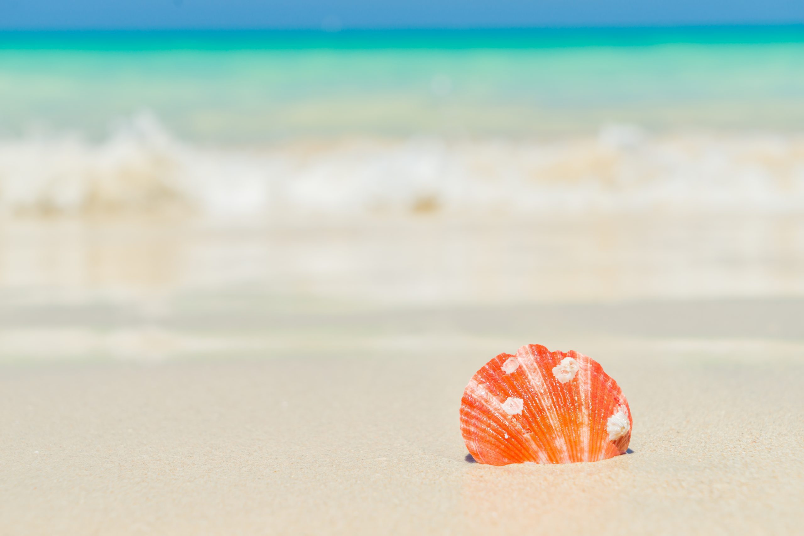 colorful shell on beach la paz mexico