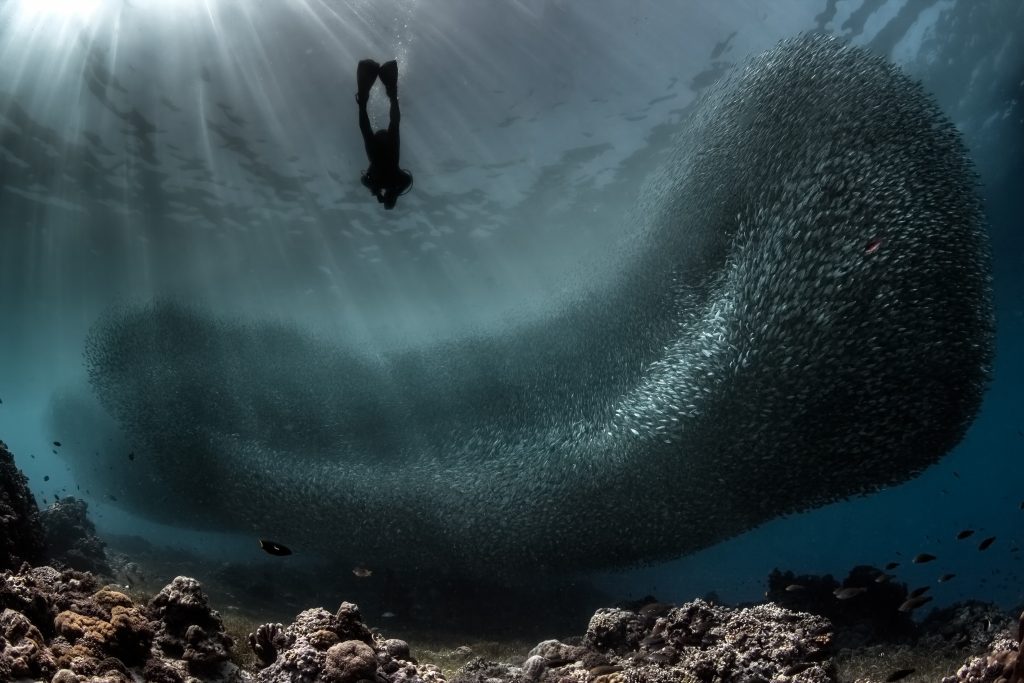 diver near sardines bait balls in mexico