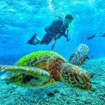 ocean diving with turtle in mexico