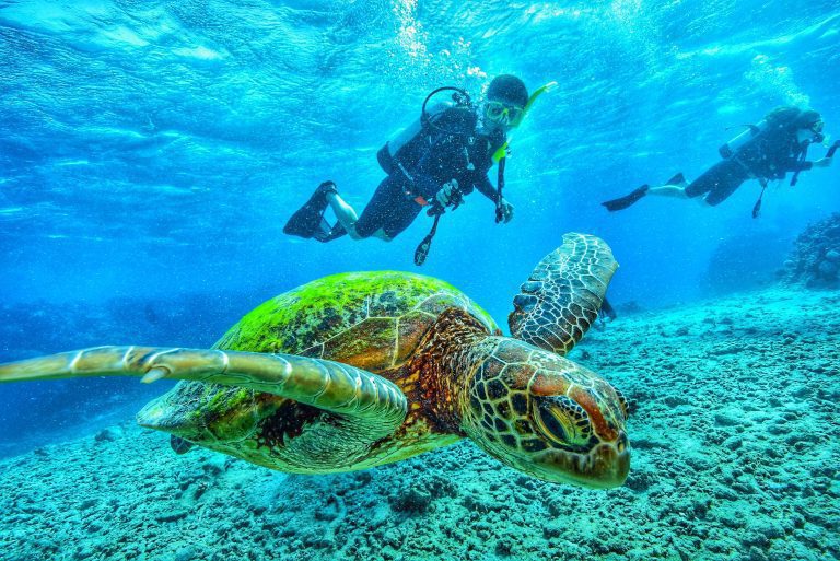 ocean diving with turtle in mexico