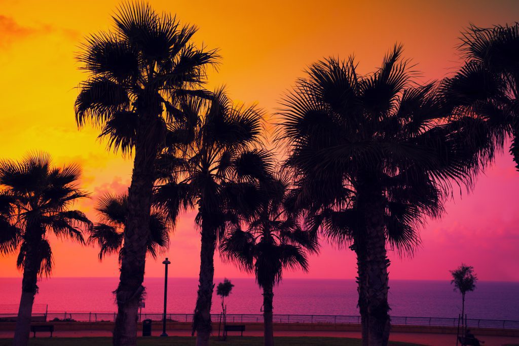 mexico beach palms at sunset
