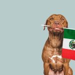 dog with flag of mexico