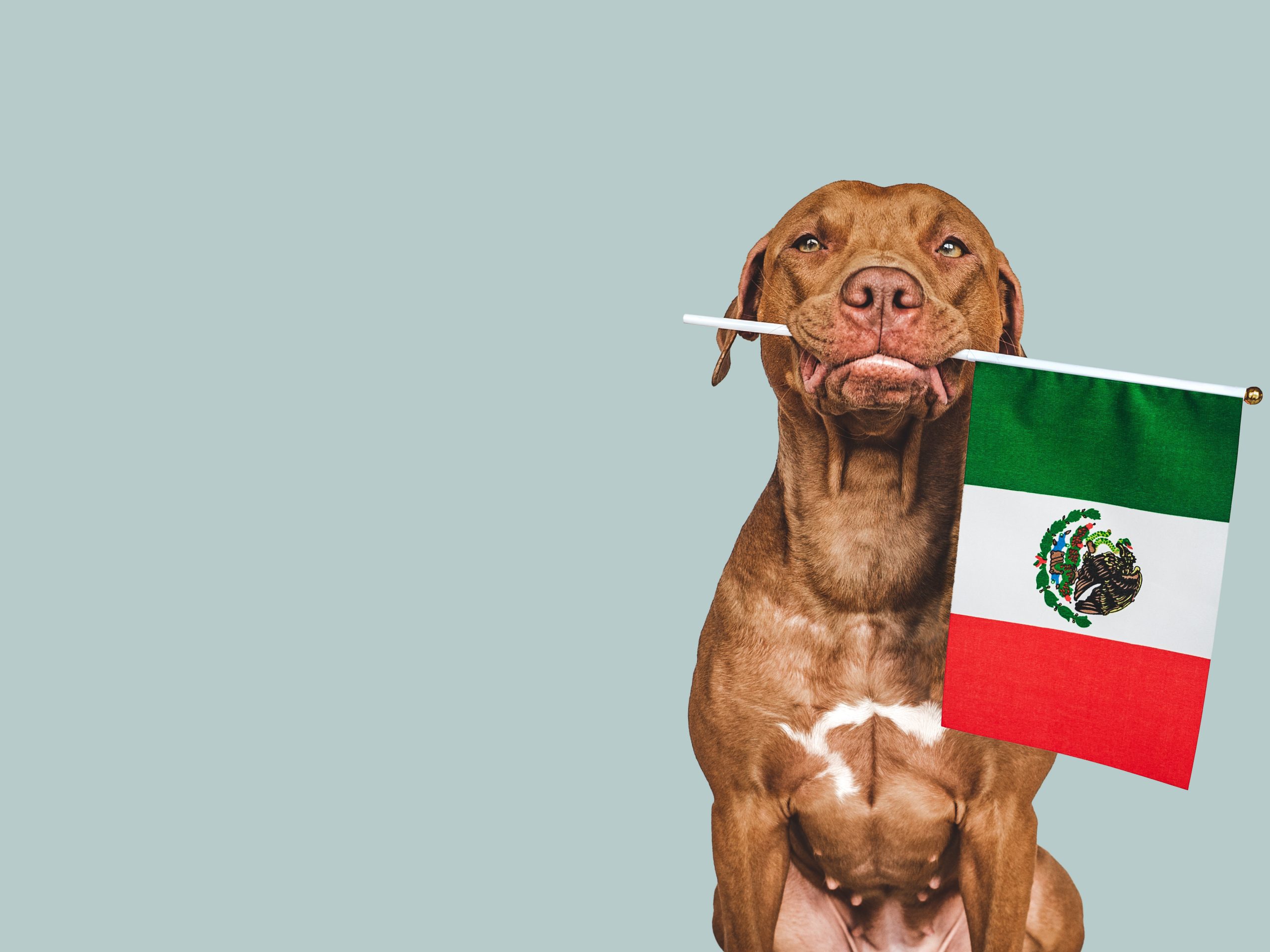 dog with flag of mexico