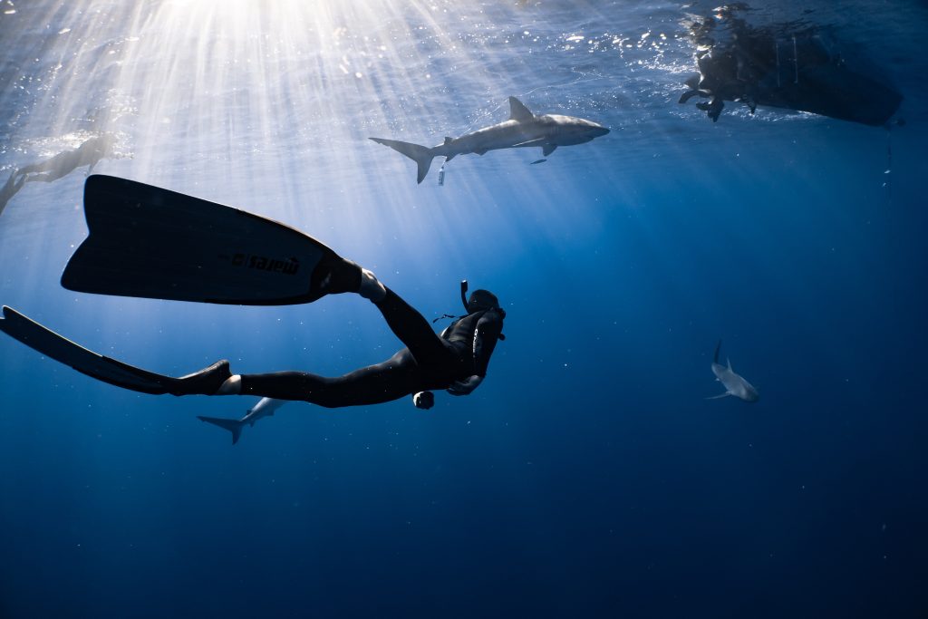 diver with shark
