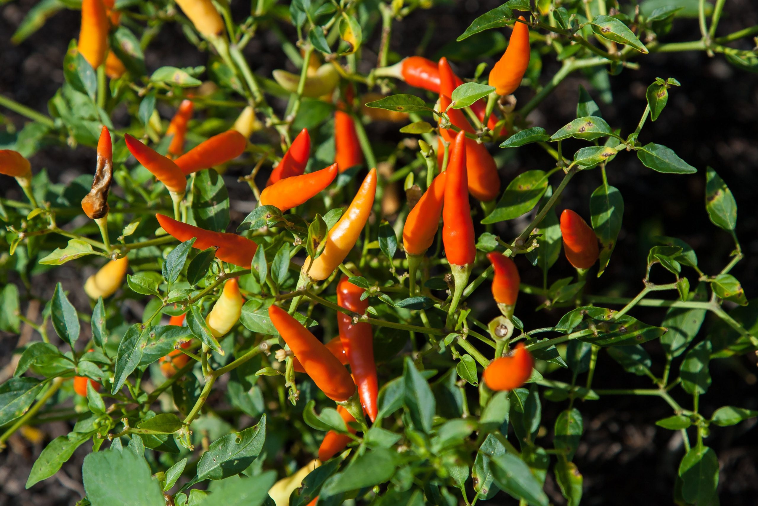 how-to-grow-mexican-chilies